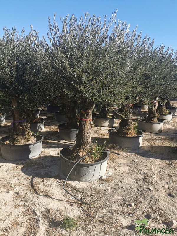 GV 9184 Olea europaea CTR-bajo-D80 Picual Piel Vieja 60/80P