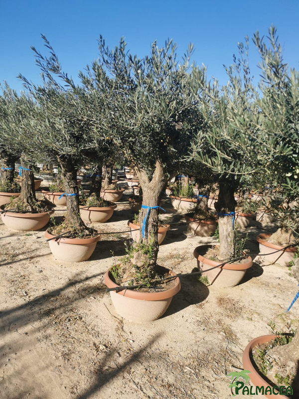 GV 9185 Olea europaea coupe-bonsai-terra-cotta-D60 Lechin 40/80P
