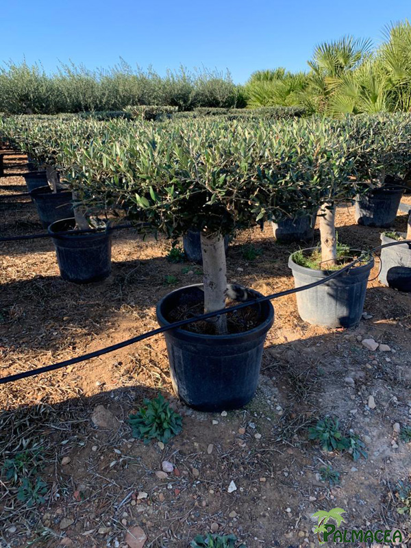GV 9192 Olea europaea 35/45L table 20/30P