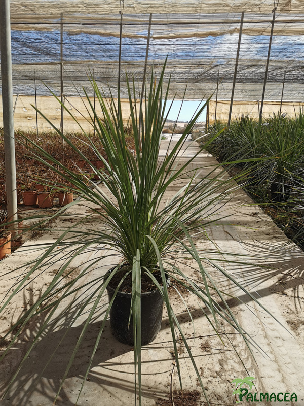 LC 3155 Cordyline indivisa D30 grupo