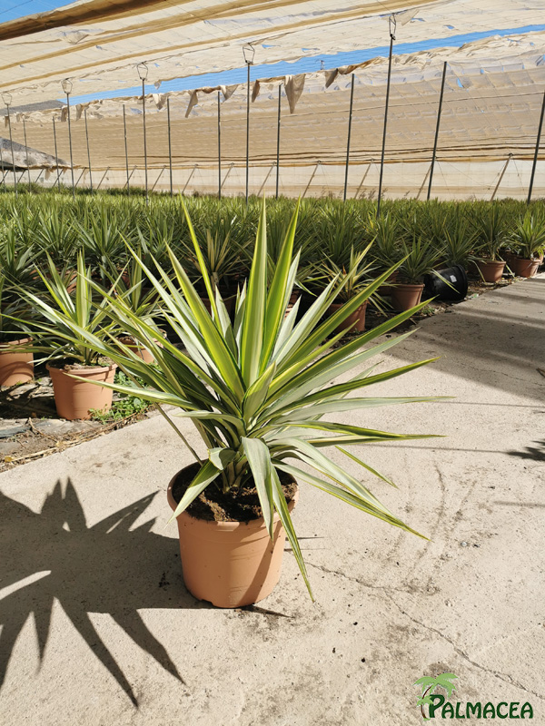 LC 3332 Yucca elephantipes Jewel 10L 1 plante