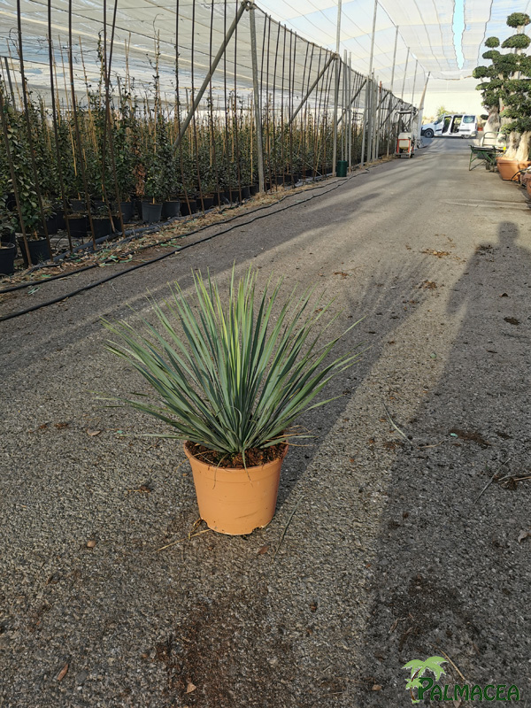 LC 3340 Yucca rostrata 5L