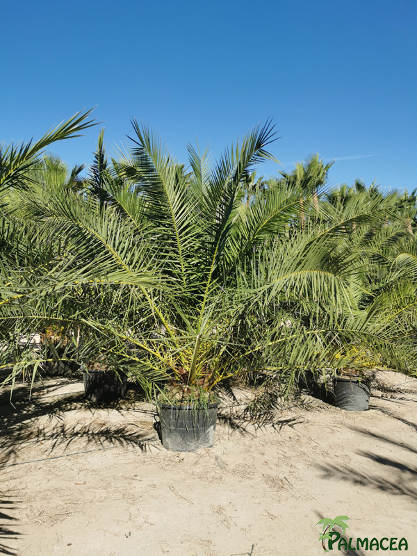 PC 9111 Phoenix canariensis 130L stipe 20/30T
