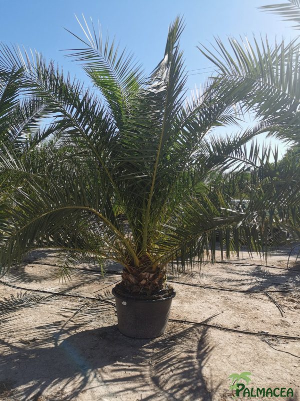 PC 9112 Phoenix canariensis 160L stipe 30/40T