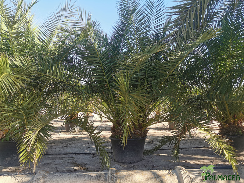 PC 9116 Phoenix canariensis 160L 2 stipes