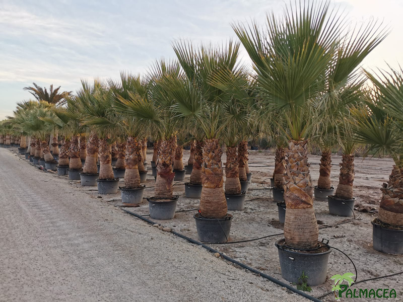 PC 9120 Washingtonia filifera CTR stipe 150/200T