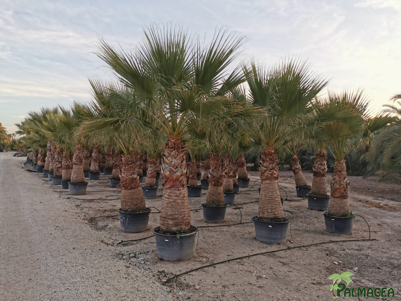 PC 9121 Washingtonia filifera CTR stipe 200/300T