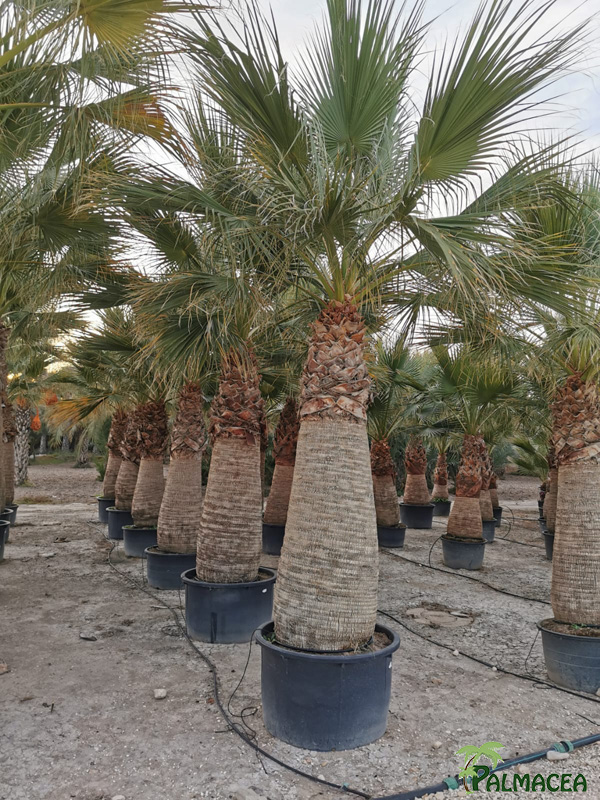 PC 9122 Washingtonia filifera CTR stipe 300/600T