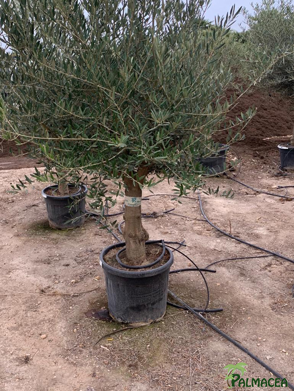 VV 8392 Olea europaea 55L provincial ecorce lisse Piel joven ramificado 20/25P
