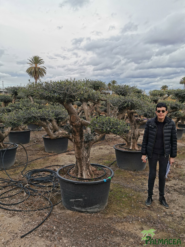 BL 9223 Olea europaea 285L Aragon H N10