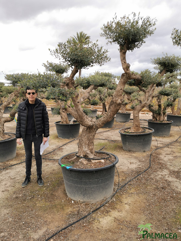 BL 9223 Olea europaea 285L Aragon H N2