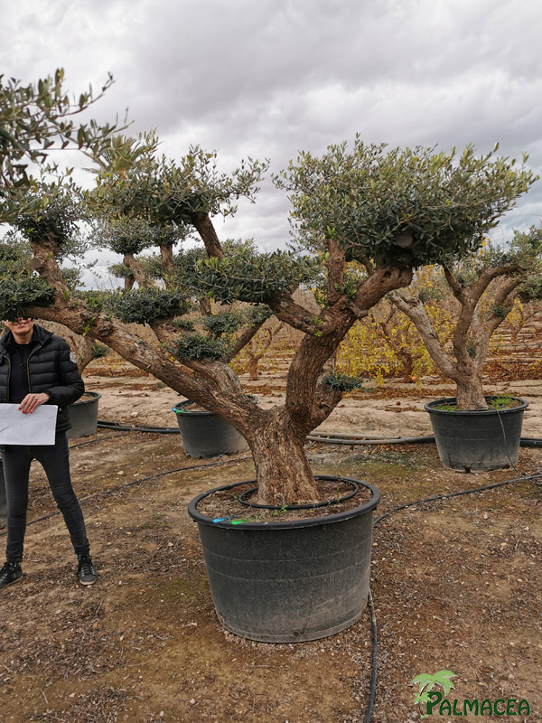 BL 9223 Olea europaea 285L Aragon H N3