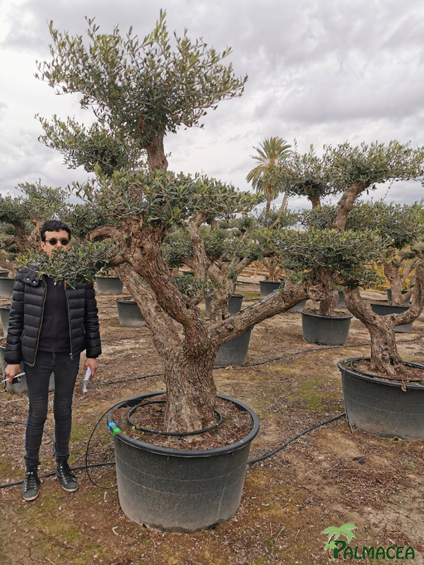 BL 9223 Olea europaea 285L Aragon H N4