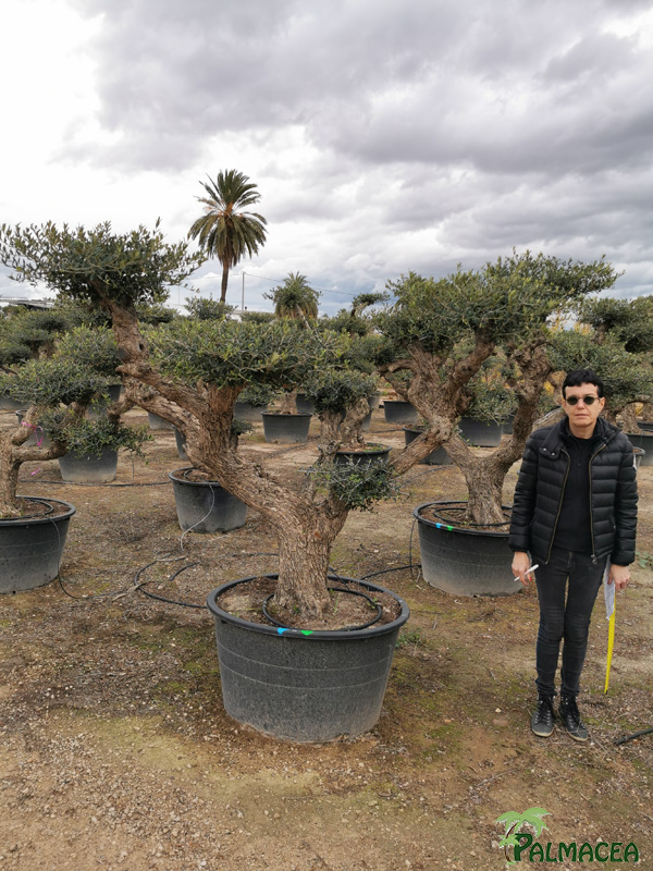 BL 9223 Olea europaea 285L Aragon H N5