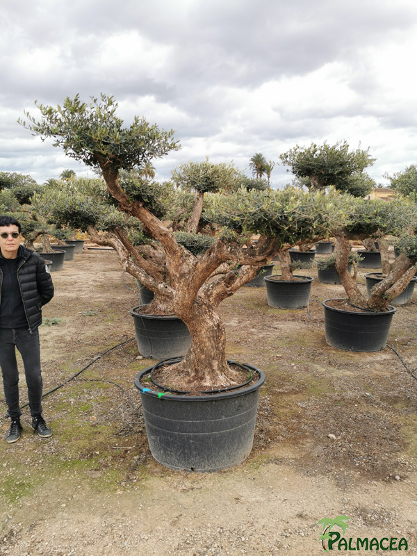 BL 9223 Olea europaea 285L Aragon H N6