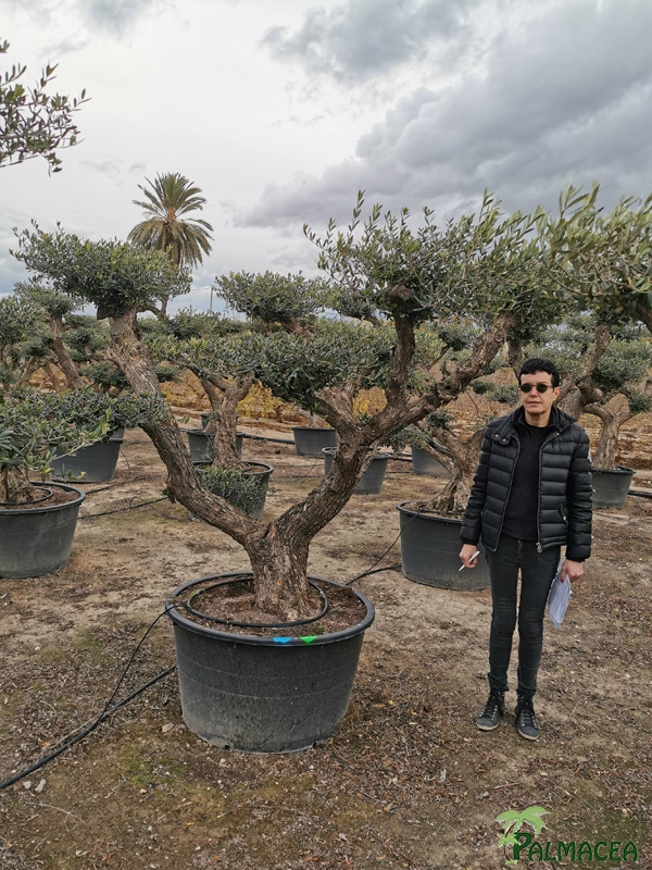 BL 9223 Olea europaea 285L Aragon H N7
