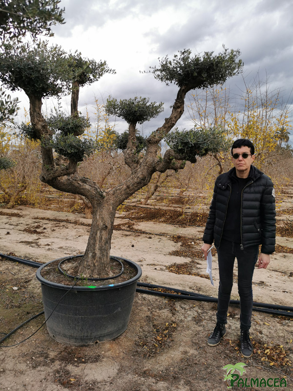 BL 9223 Olea europaea 285L Aragon H N8