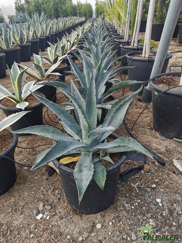 RP 8488 Agave americana 15L