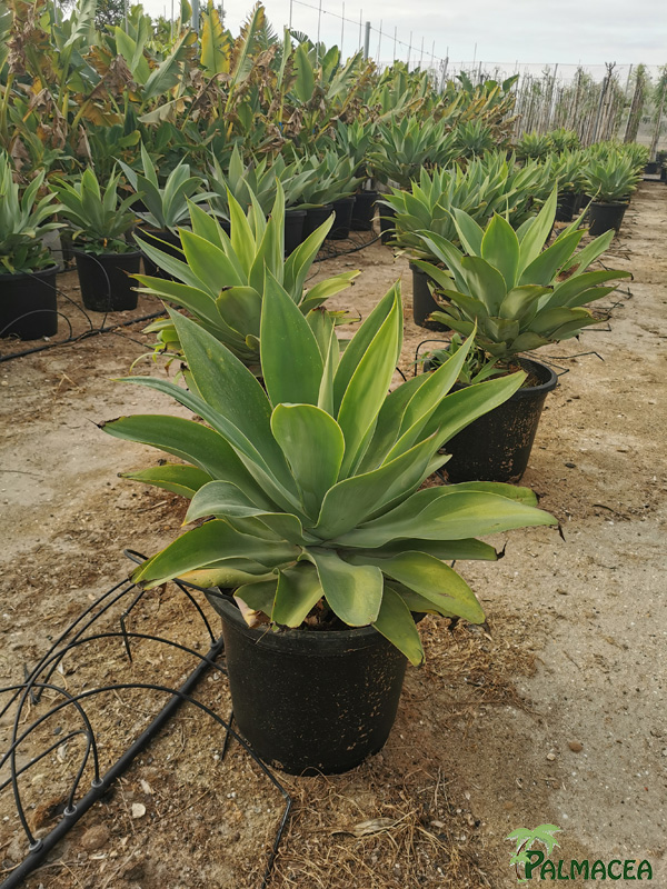 RP 8490 Agave attenuata 15L