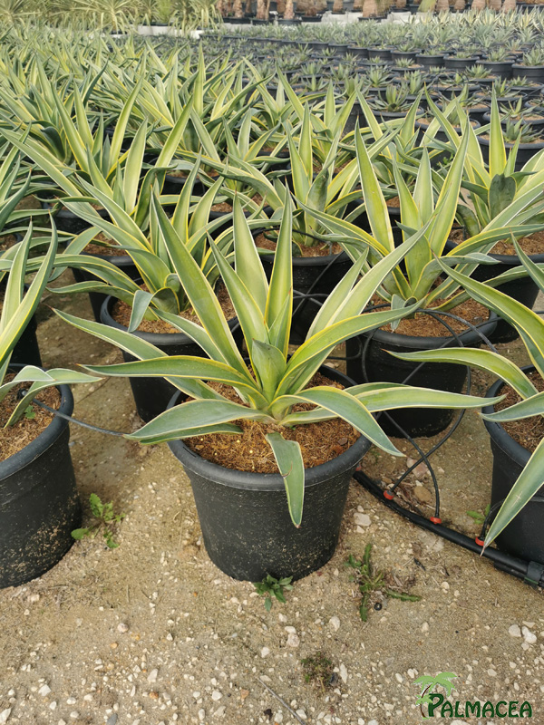 RP 8495 Agave desmettiana variegata 10L
