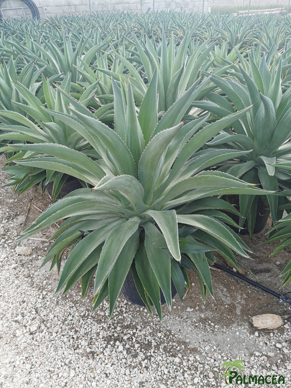 RP 8496 Agave desmettiana 25L