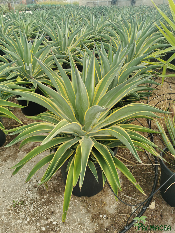 RP 8497 Agave desmettiana variegata 25L