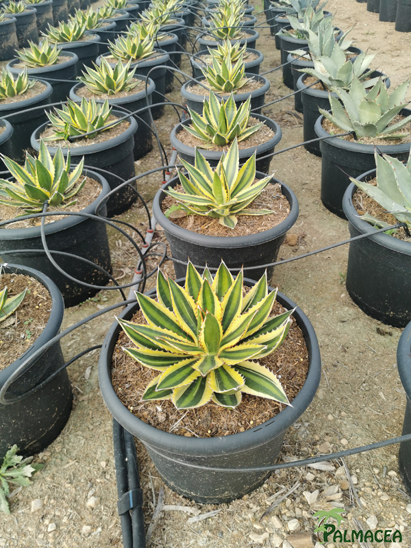 RP 8502 Agave lophantha quadricolor 10L