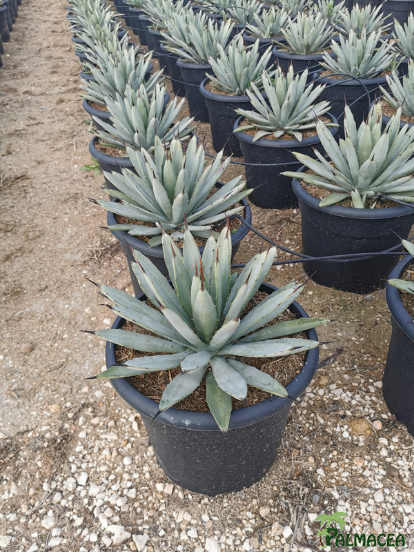 RP 8503 Agave macrocantha 10L