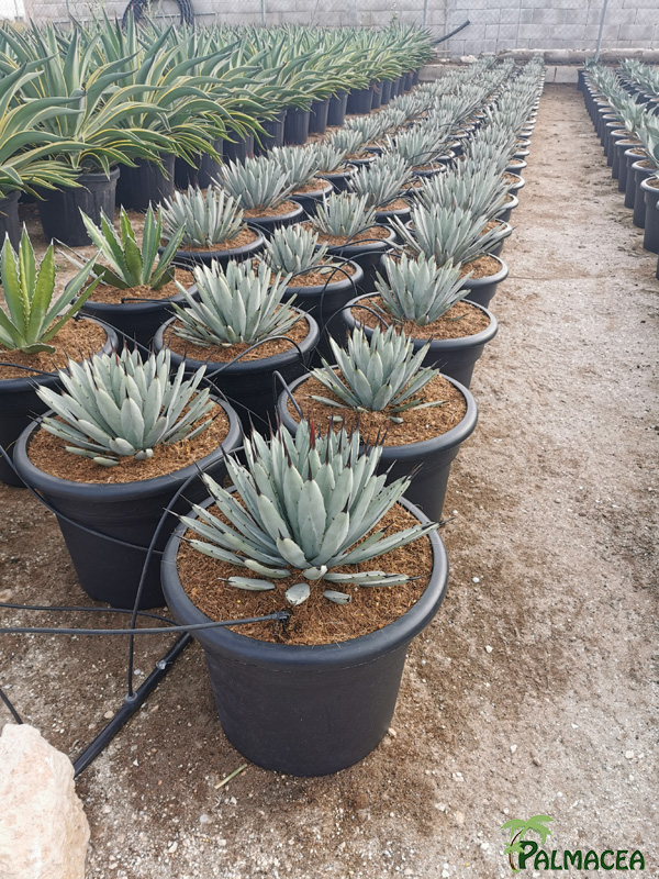 RP 8504 Agave macrocantha 15L