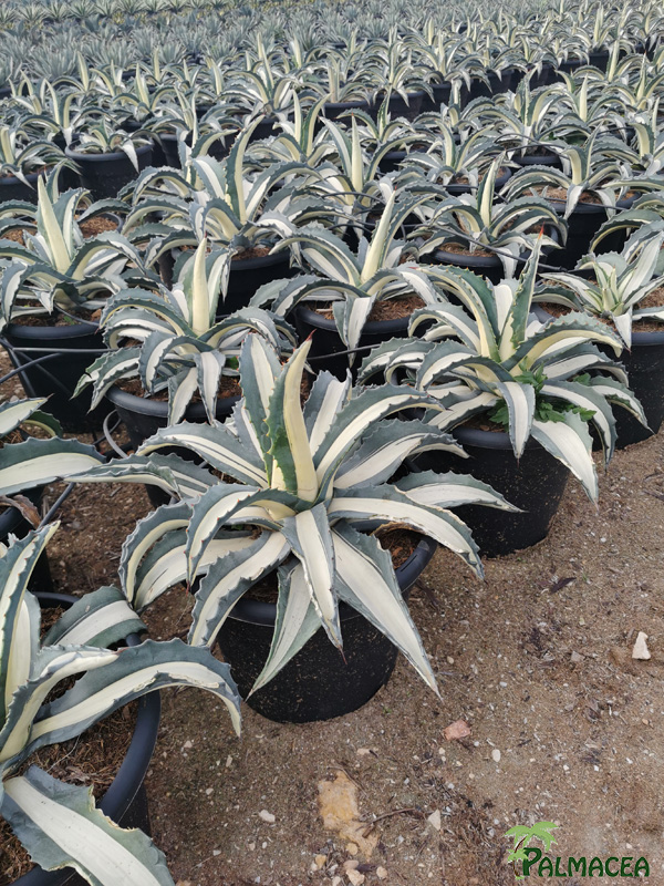 RP 8505 Agave mediopicta 10L
