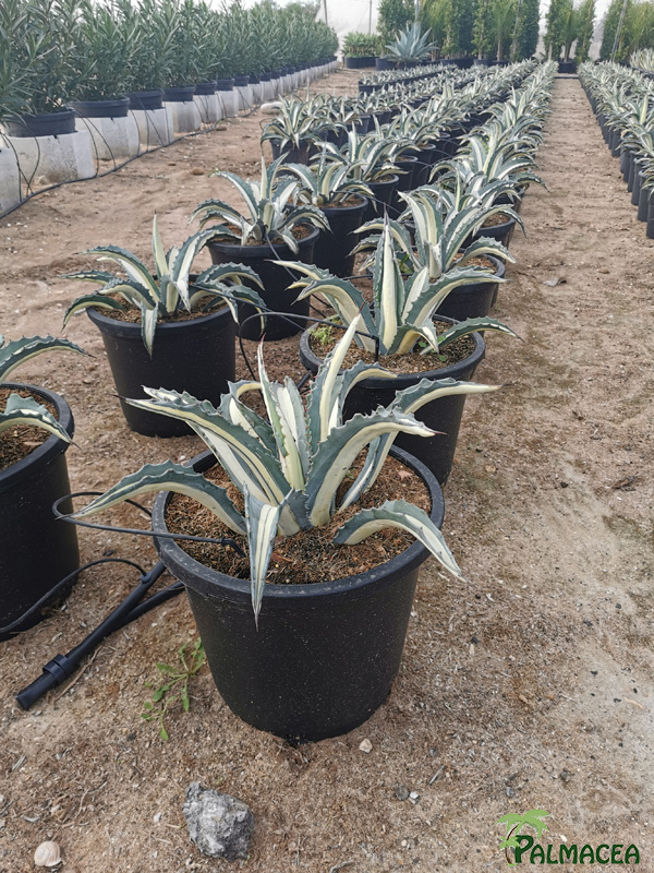 RP 8506 Agave mediopicta 15L