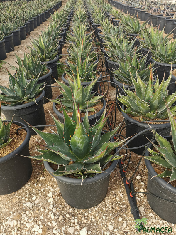 RP 8507 Agave montana 10L