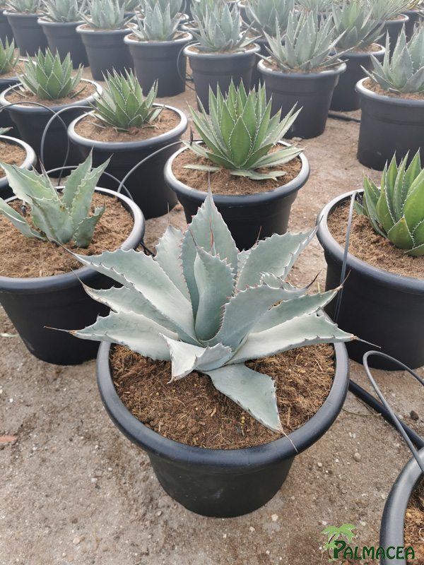 RP 8510 Agave ovalifolia 15L