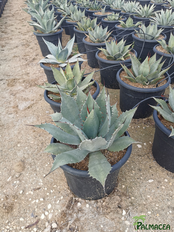 RP 8512 Agave parryi 10L