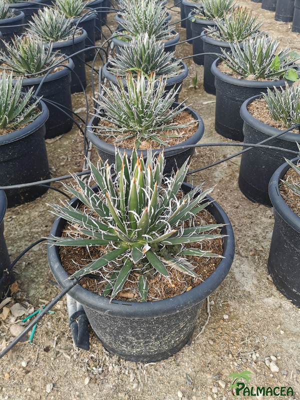 RP 8514 Agave schidiguera 10L