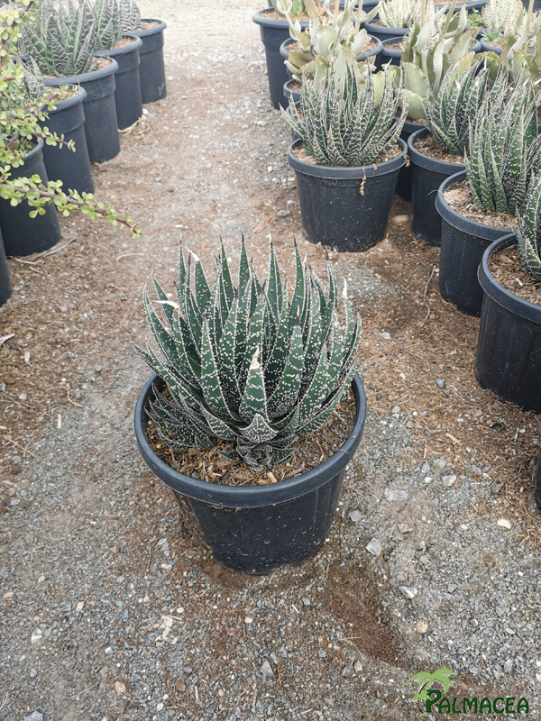 RP 8516 Aloe aristata 5L