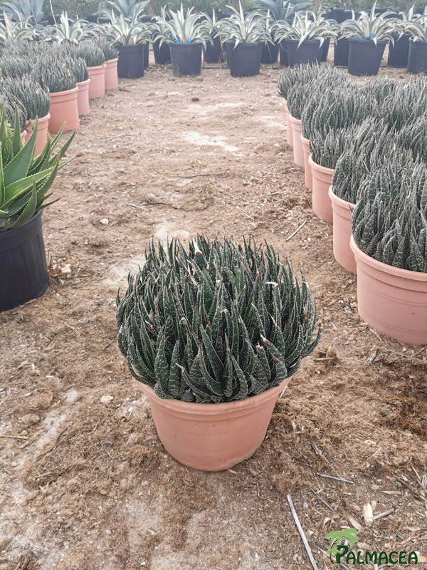 RP 8517 Aloe aristata 10L