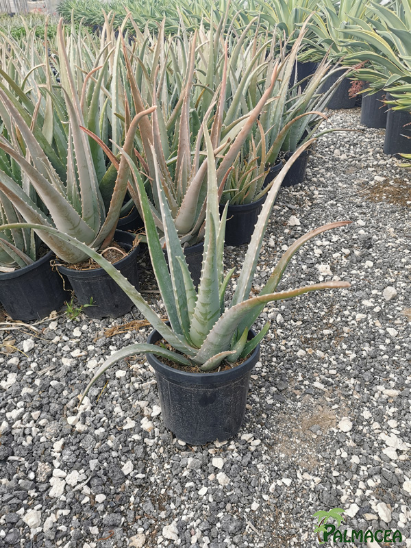 RP 8518 Aloe vera 5L