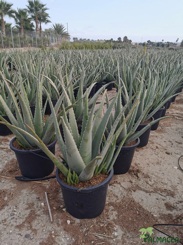 RP 8520 Aloe vera 15L