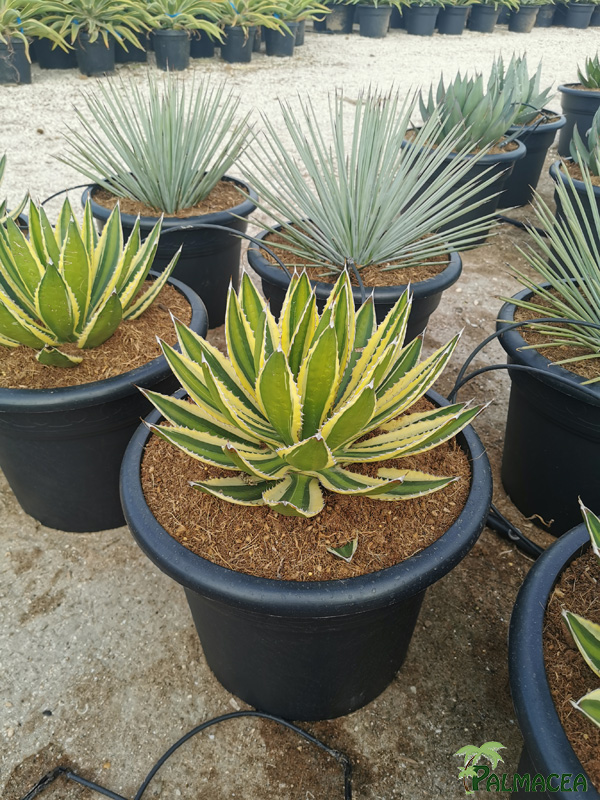 RP 8745 Agave lophantha quadricolor 15L