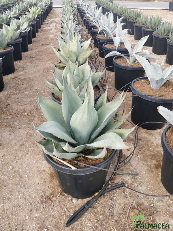 RP 8747 Agave ovalifolia 30L
