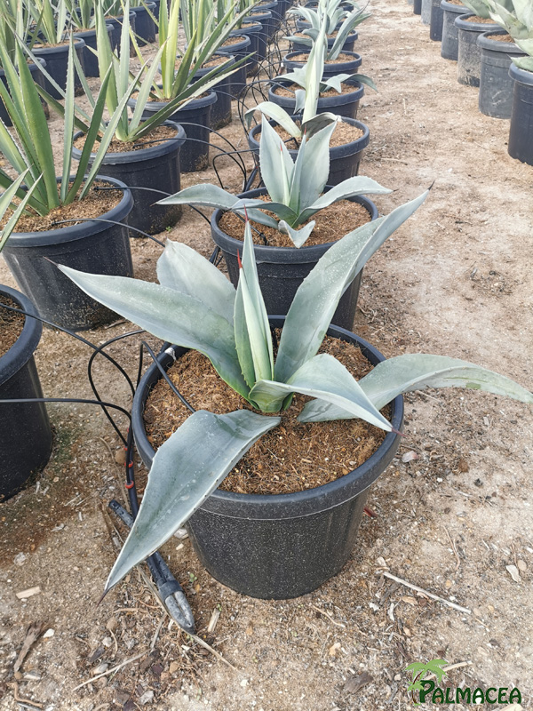 RP 8790 Agave weberi 30L