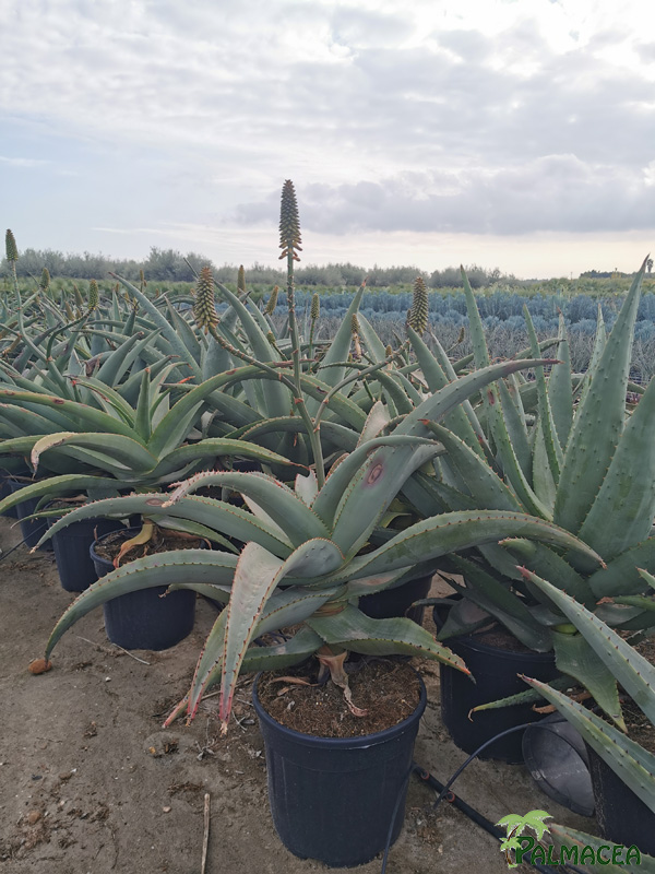 RP 8918 Aloe bainesii 15L