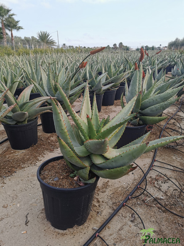 RP 8922 Aloe marlotii 15L