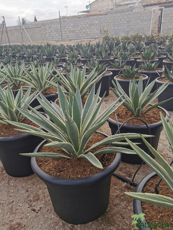 RP 8973 Agave angustifolia 15L