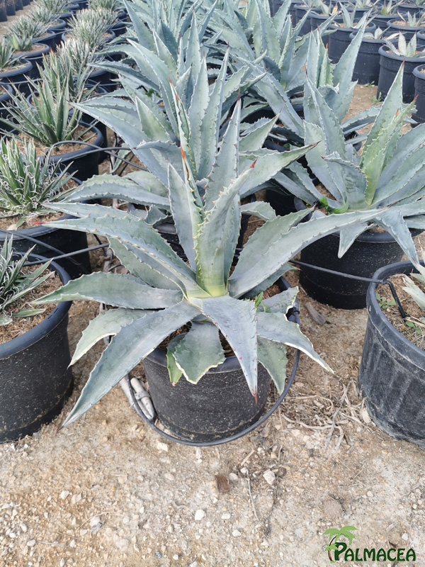 RP 8974 Agave americana 10L