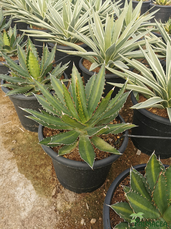 RP 9026 Agave lophantha verde 10L