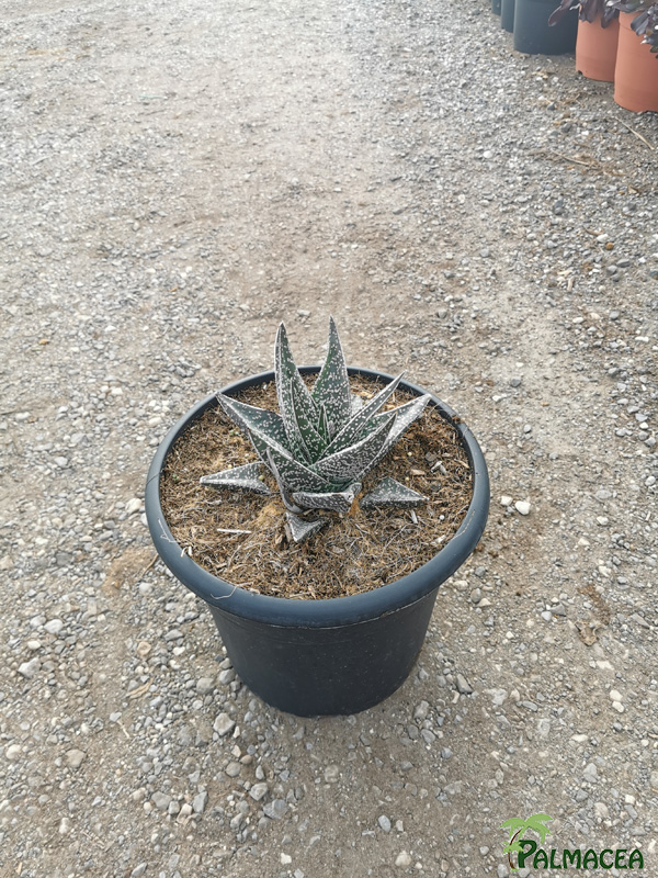 RP 9244 Gasteraloe Aveo 10L