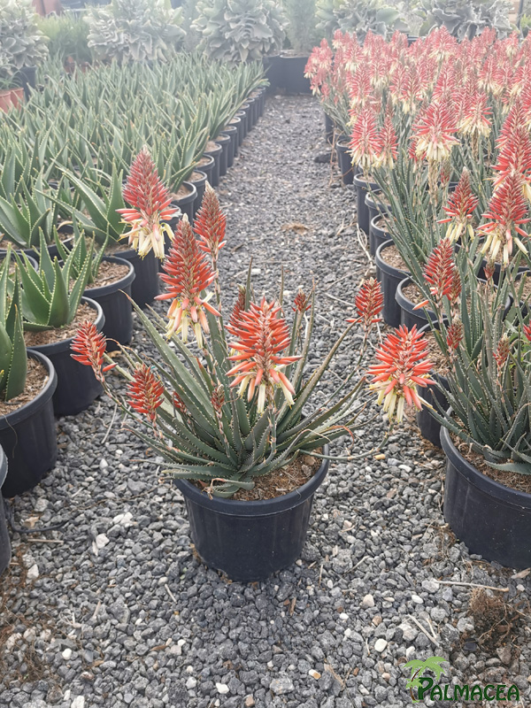 RP 9245 Aloe hibrido 5L