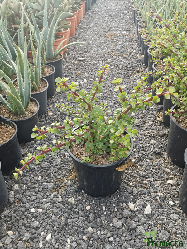 RP 9246 Crassula afra 5L